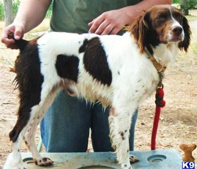 Stud Dogs - Brittany